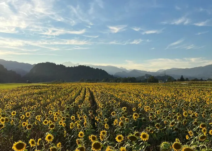 Bubbly Apartmán Bled